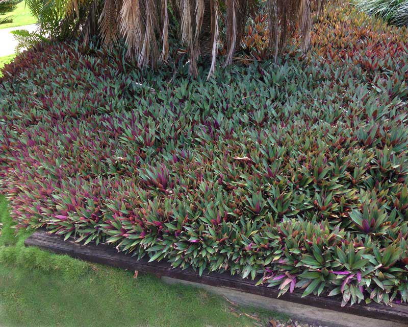 ban-cay-bay-sac-cau-vong