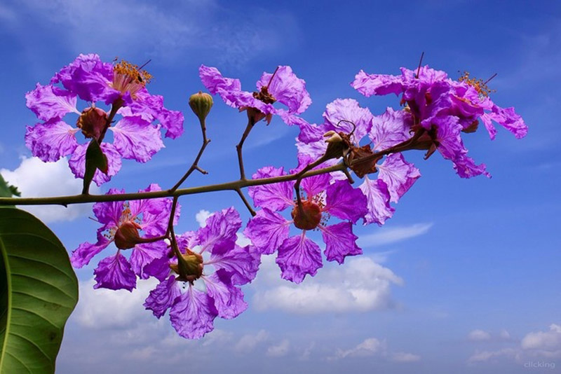 ban-cay-giong-bang-lang-tim-2