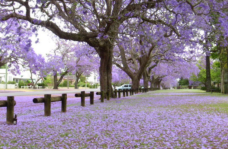 cây bằng lăng tím 