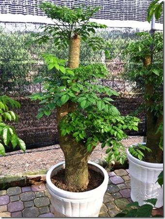 ban-cay-hoa-hanh-phuc-lam-xao-xuyen-trai-tim-bao-nguoi-1