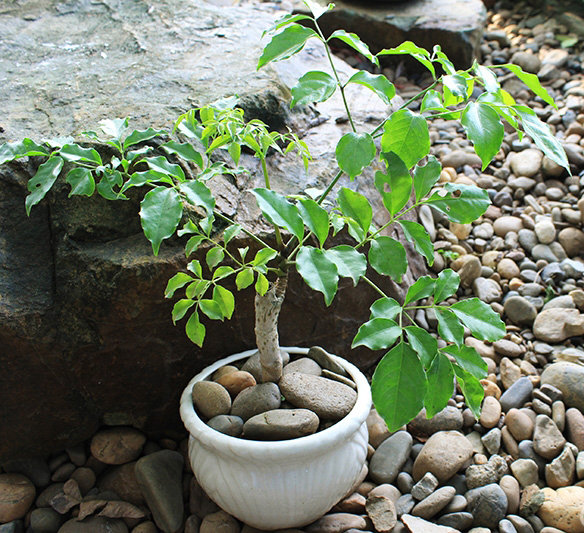 ban-cay-hoa-hanh-phuc-lam-xao-xuyen-trai-tim-bao-nguoi-2