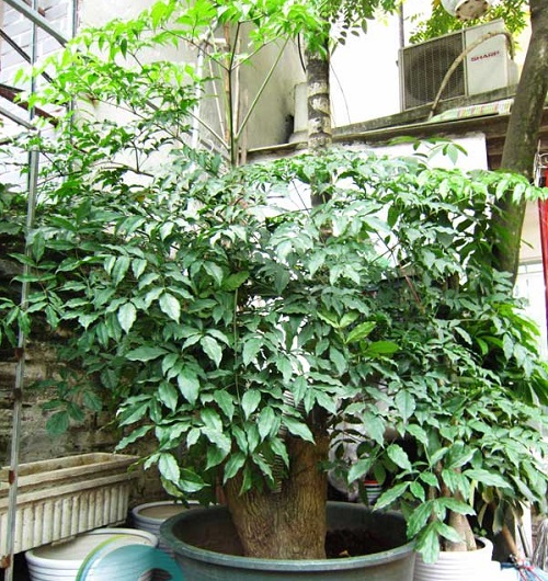 ban-cay-hoa-hanh-phuc-lam-xao-xuyen-trai-tim-bao-nguoi