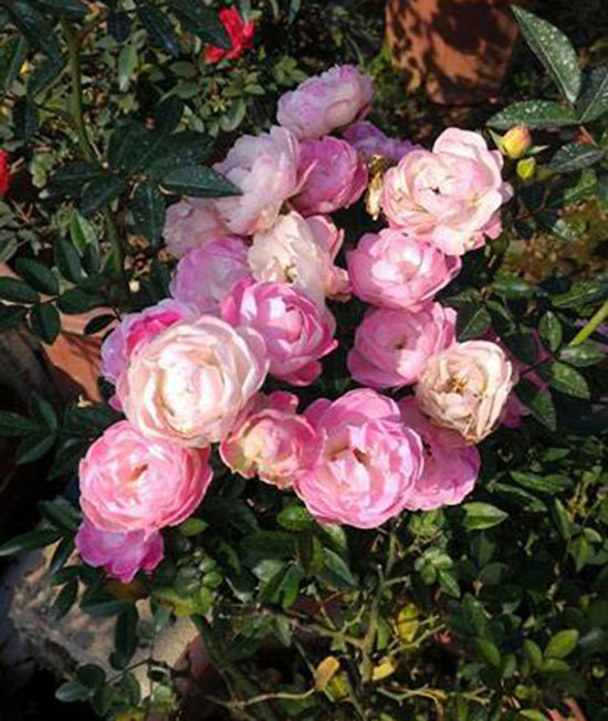 ban-cay-hoa-hong-trung-2