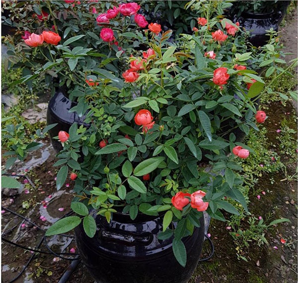 ban-cay-hoa-hong-trung