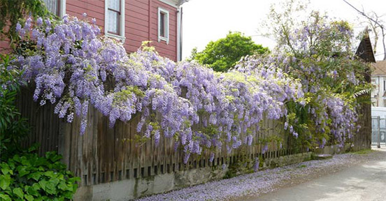 ban-cay-hoa-tu-dang-tai-ha-noi