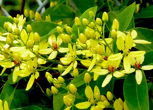 ban-cay-mai-hoang-yen