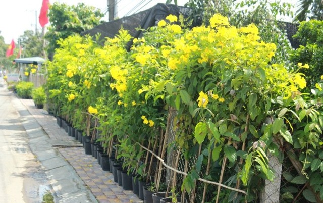 ban-cay-mai-hoang-yen