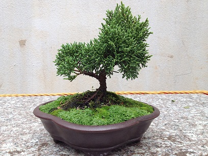 cây tùng bách tán