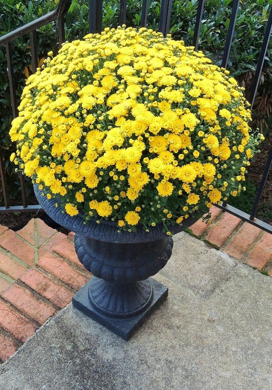 ban-chau-cuc-mam-xoi