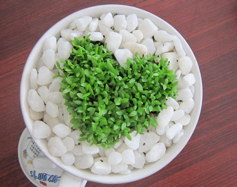 ban-hat-giong-co-may-man-2