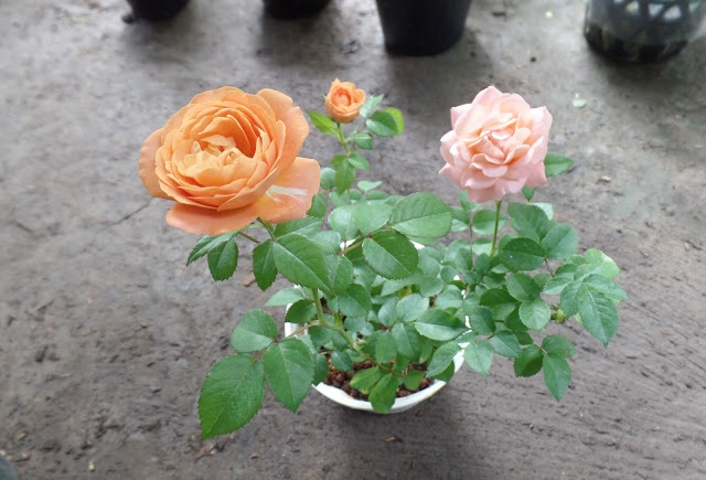 ban-hoa-hong-tezza-5