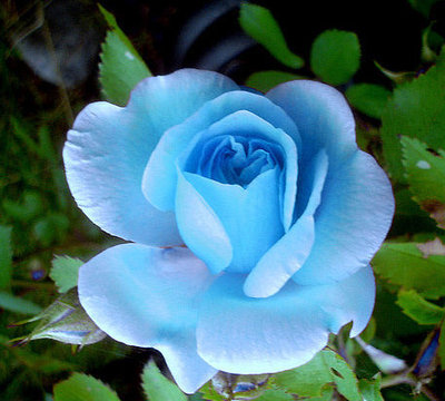 ban-hoa-hong-xanh-gia-si-le-tai-ha-noi-2