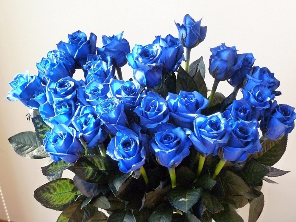 ban-hoa-hong-xanh-gia-si-le-tai-ha-noi-3