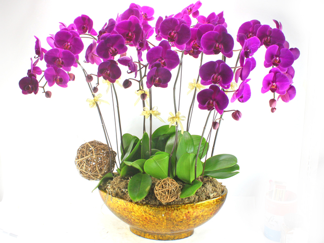 ban-nhung-loai-hoa-dep-nhat-cho-ngay-8-3-gia-hat-re-2