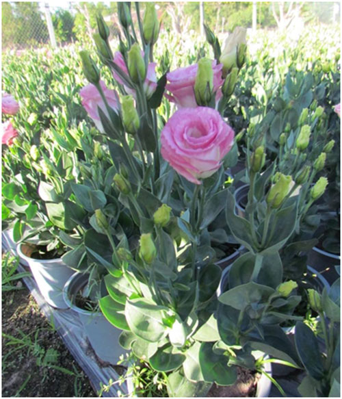 ban-nhung-loai-hoa-dep-nhat-cho-ngay-8-3-gia-hat-re-4