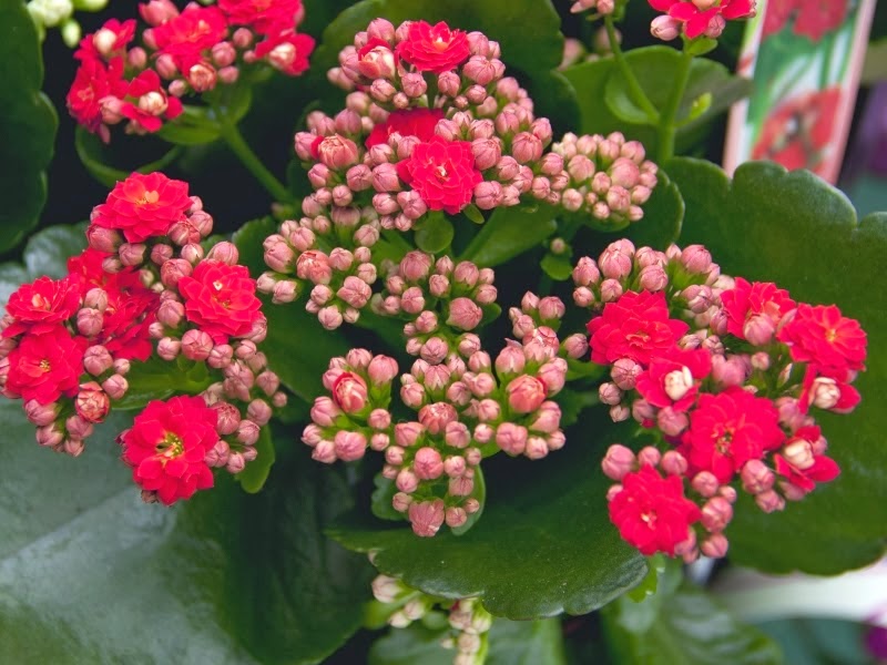 ban-nhung-loai-hoa-dep-nhat-cho-ngay-8-3-gia-hat-re-7