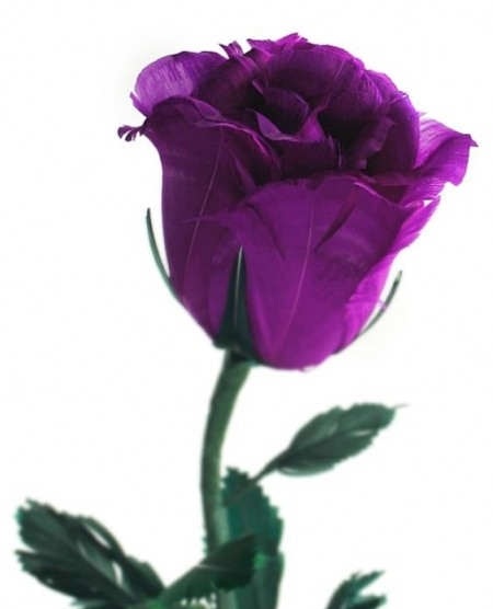 ban-nhung-loai-hoa-dep-nhat-cho-ngay-8-3-gia-hat-re