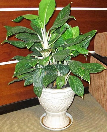 ban-si-cay-bach-ma-hoang-tu-gia-re-1