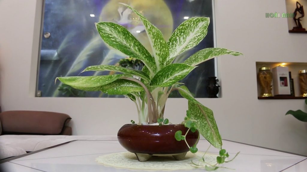 ban-si-cay-bach-ma-hoang-tu-gia-re