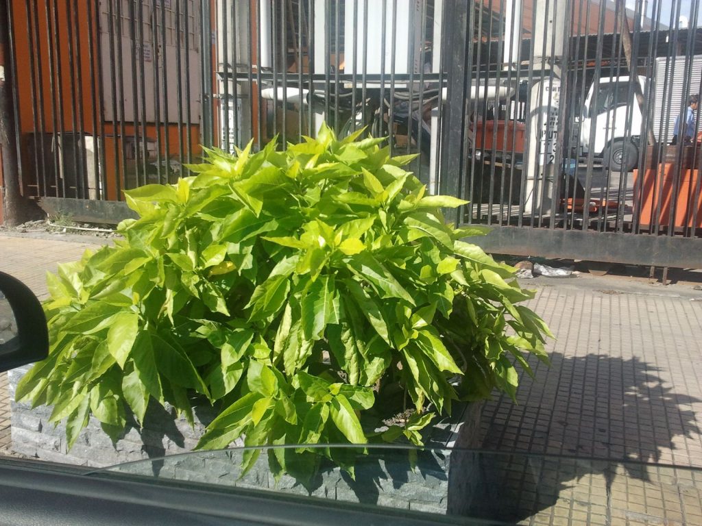 Cây lá trắng trồng cảnh quan đô thị