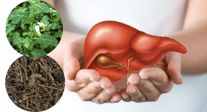 ca-gai-leo-tac-dung-chua-gan