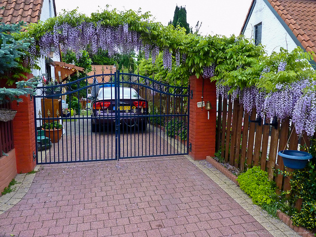 cac-loai-cay-day-leo-ru-cho-mua-nang-them-tuoi-mat-1