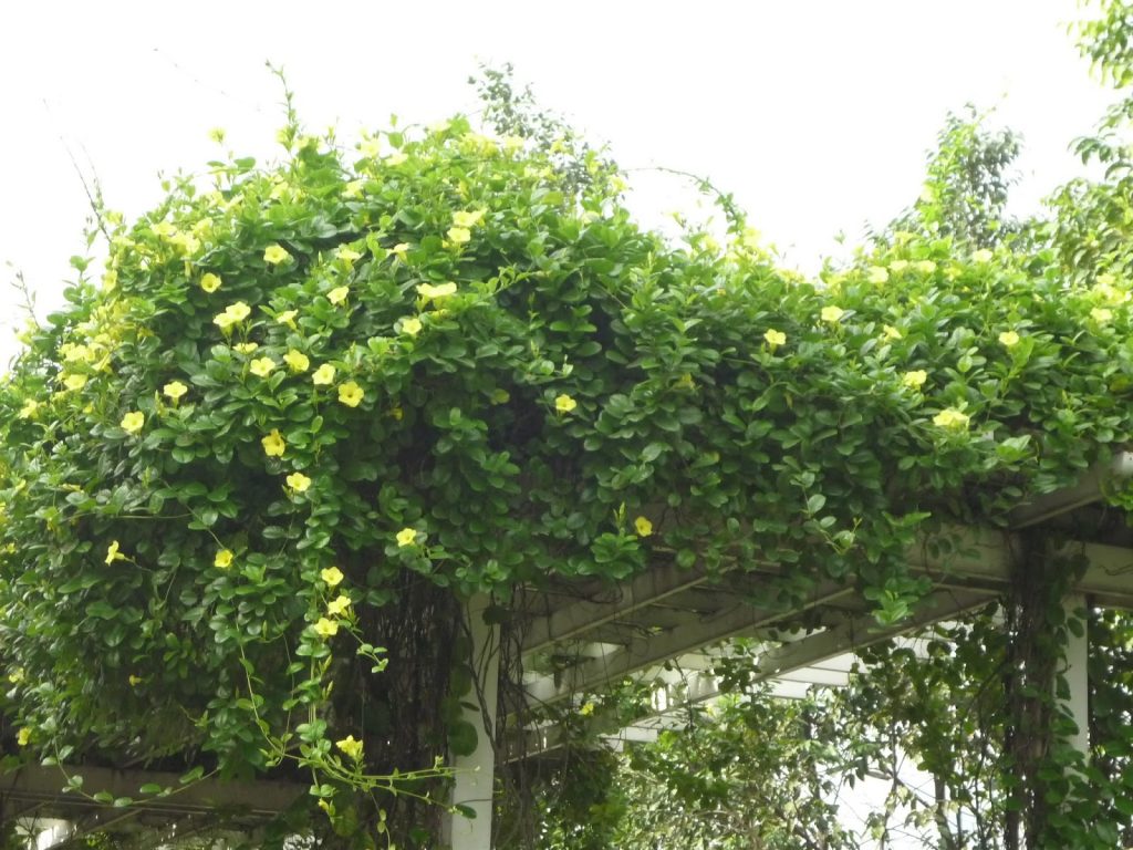cac-loai-cay-day-leo-ru-cho-mua-nang-them-tuoi-mat-4