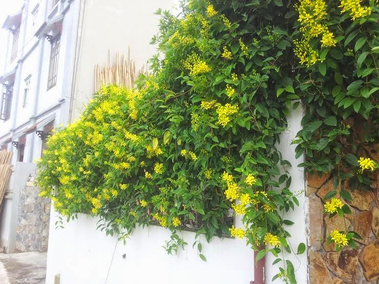 cac-loai-cay-day-leo-ru-cho-mua-nang-them-tuoi-mat-5