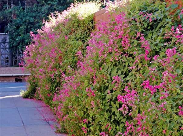 cac-loai-cay-day-leo-ru-cho-mua-nang-them-tuoi-mat-6