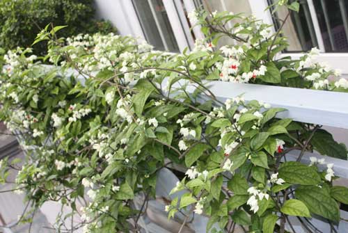 cac-loai-cay-day-leo-ru-cho-mua-nang-them-tuoi-mat-7