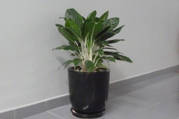 cac-loai-cay-mang-tai-loc-vao-nha-1