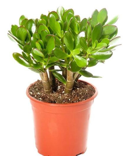 cac-loai-cay-mang-tai-loc-vao-nha-4