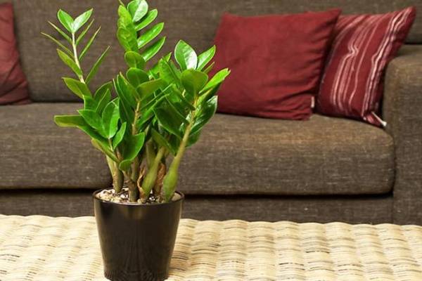 cac-loai-cay-mang-tai-loc-vao-nha