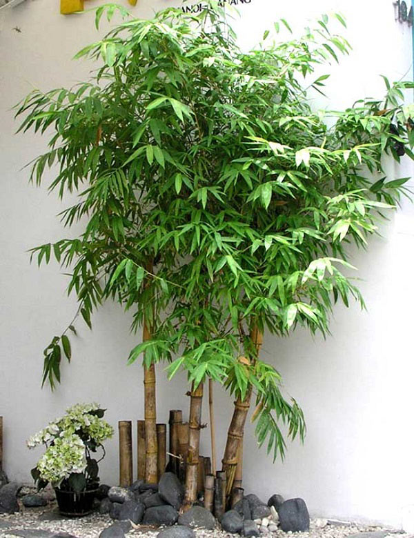 cac-loai-cay-phong-thuy-truoc-nha-1