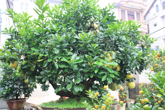 cac-loai-cay-phong-thuy-truoc-nha-2