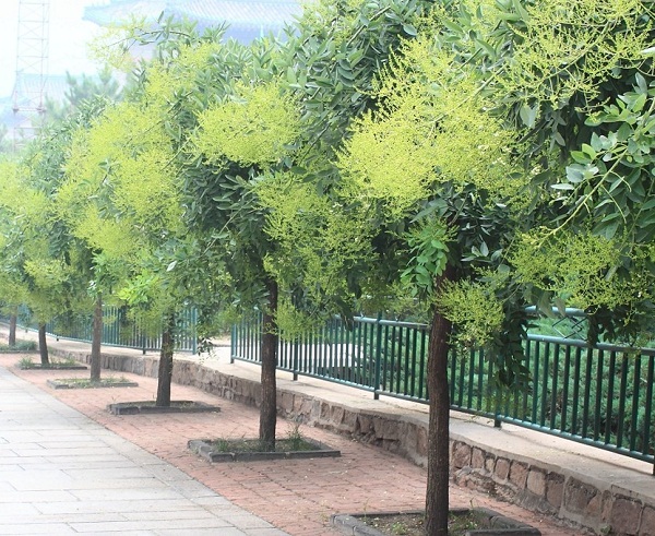 cac-loai-cay-phong-thuy-truoc-nha-3