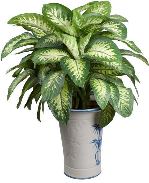 cac-loai-cay-trong-trong-nha-khong-can-anh-sang