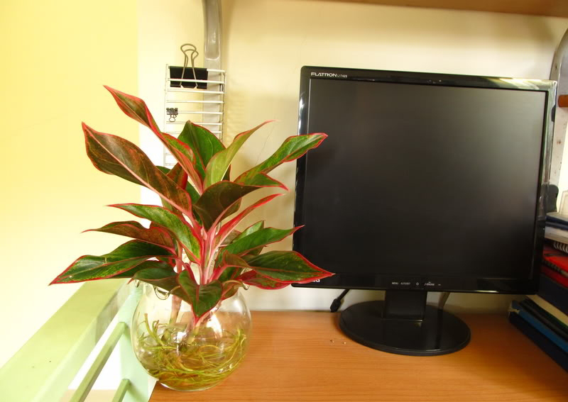 cac-loai-cay-trong-trong-nha-theo-phong-thuy-2