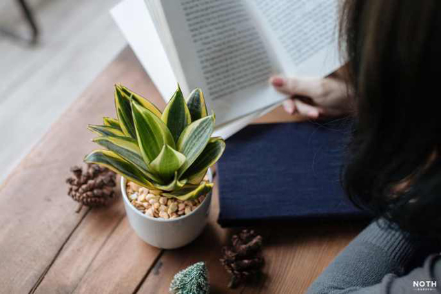 cac-loai-cay-trong-trong-phong-ngu-tot-nhat