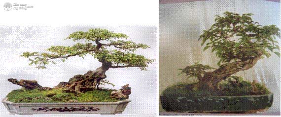 cac-loai-dang-the-cua-cay-canh-cay-kieng-1