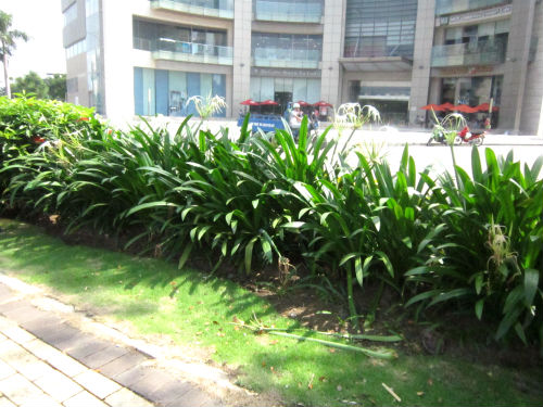 cay-bach-trinh-bien-2