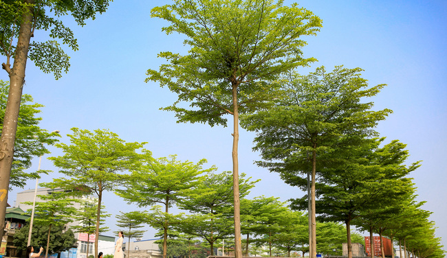 Cây bàng đài loan