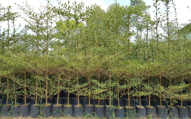 cây bàng Đài Loan