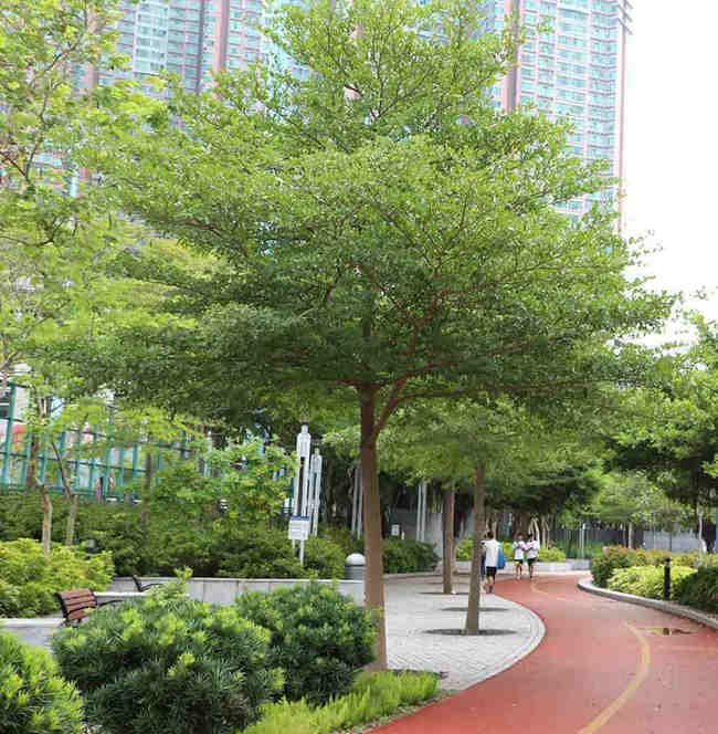 Cây bàng đài loan