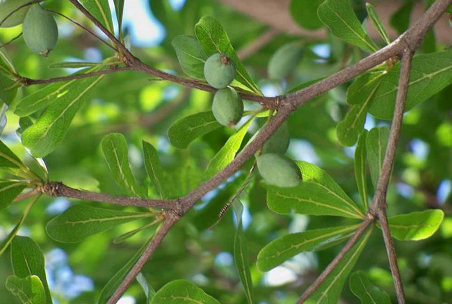 cây bàng Đài Loan