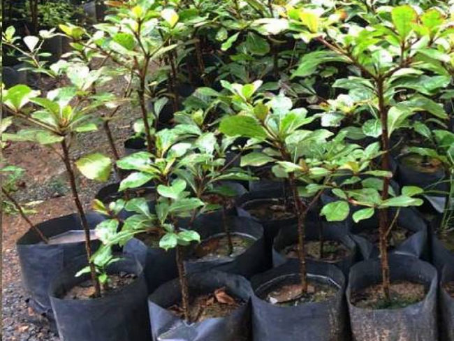 cây bàng Đài Loan