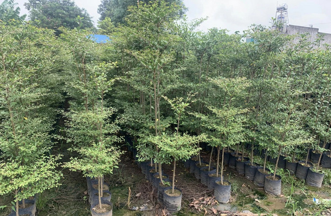 cây bàng đài loan