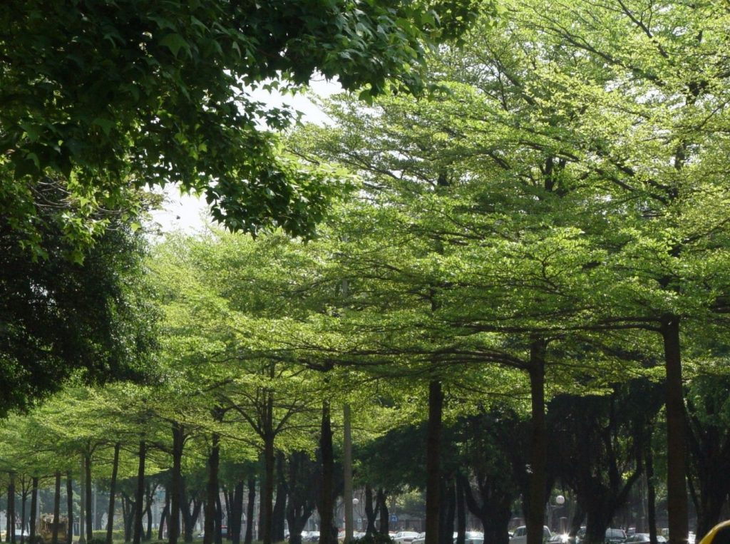 cây bàng giống đài loan