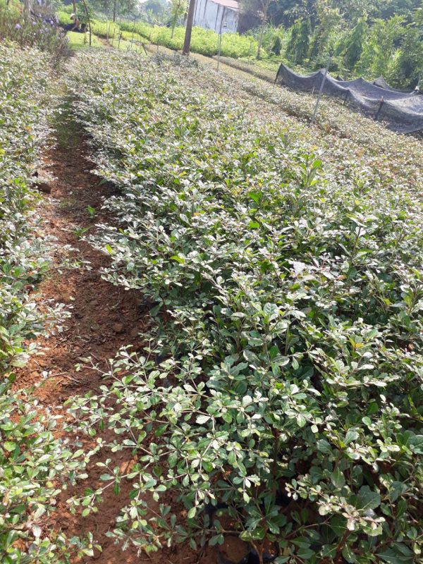 Cây giống bàng đài loan