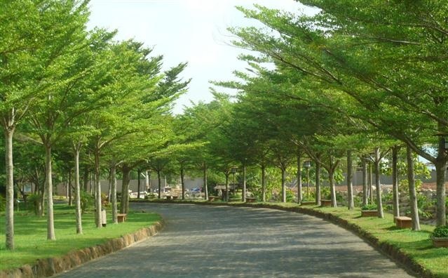 Cây giống bàng đài loan